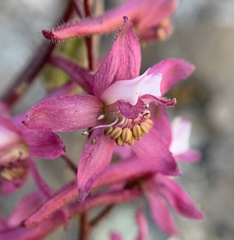 Delphinium purpusii