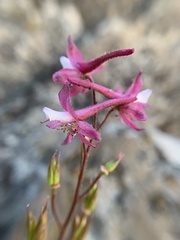 Delphinium purpusii