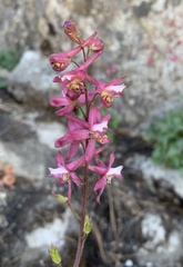 Delphinium purpusii