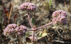 Chorizanthe valida