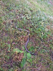 Anguis colchica