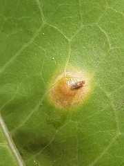 Puccinia opizii