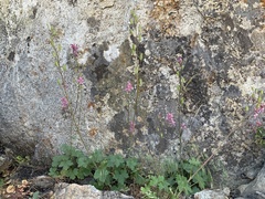 Delphinium purpusii
