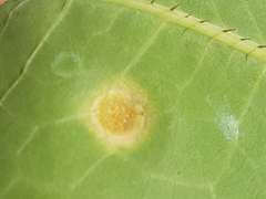 Puccinia opizii