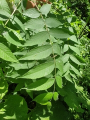Juglans nigra