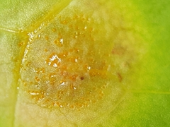 Puccinia opizii