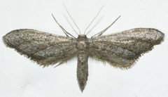 Idaea carvalhoi