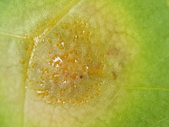 Puccinia opizii