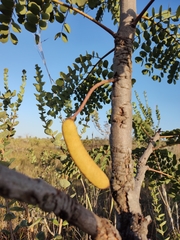 Stryphnodendron adstringens