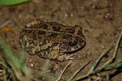 Sclerophrys pusilla