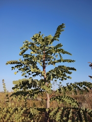 Stryphnodendron adstringens
