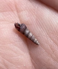 Batillaria attramentaria