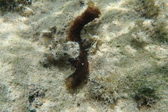Holothuria surinamensis