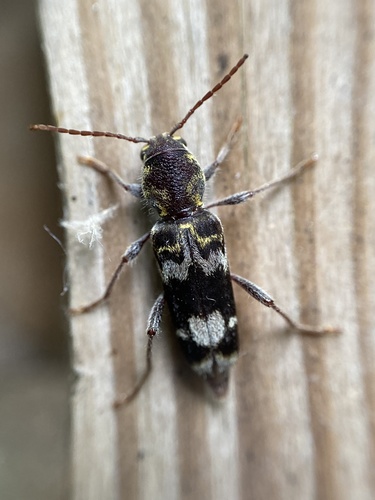 rustic borer