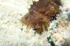 Holothuria surinamensis