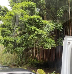 Ficus microcarpa, recorded vegetative