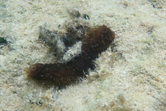 Holothuria surinamensis