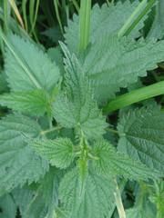 Urtica dioica
