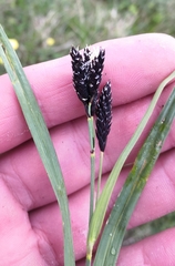 Carex atrata