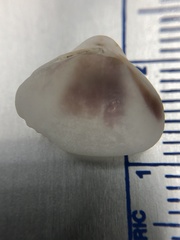 Tivela
