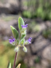Trichostema oblongum