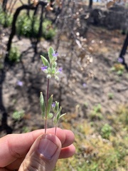 Trichostema oblongum