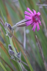 Silene scouleri scouleri