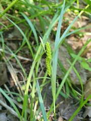 Carex granularis