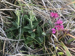 Silene scouleri scouleri