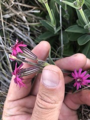 Silene scouleri scouleri