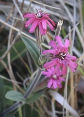 Silene scouleri scouleri