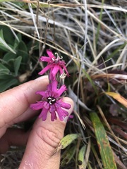 Silene scouleri scouleri