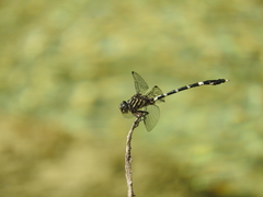 Phyllogomphoides suasus