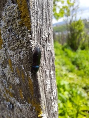 Selatosomus aeneus