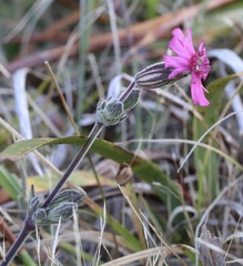 Silene scouleri scouleri