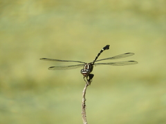 Phyllogomphoides suasus