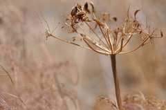 Lomatium columbianum