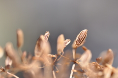 Lomatium columbianum