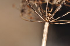 Lomatium columbianum
