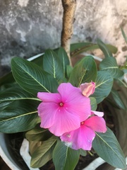 Catharanthus roseus