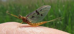 Ephemera vulgata