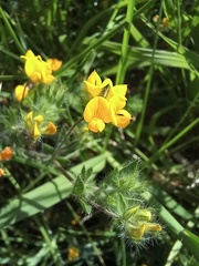 Lotus parviflorus