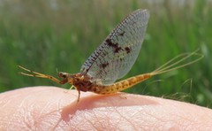 Ephemera vulgata