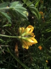 Lotus parviflorus