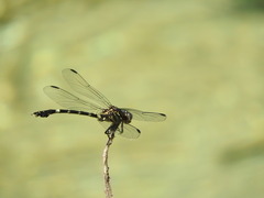 Phyllogomphoides suasus