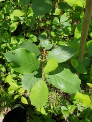 Frangula alnus