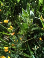 Lotus parviflorus