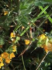 Lotus parviflorus