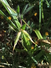 Lotus parviflorus