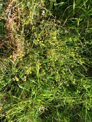 Lotus parviflorus